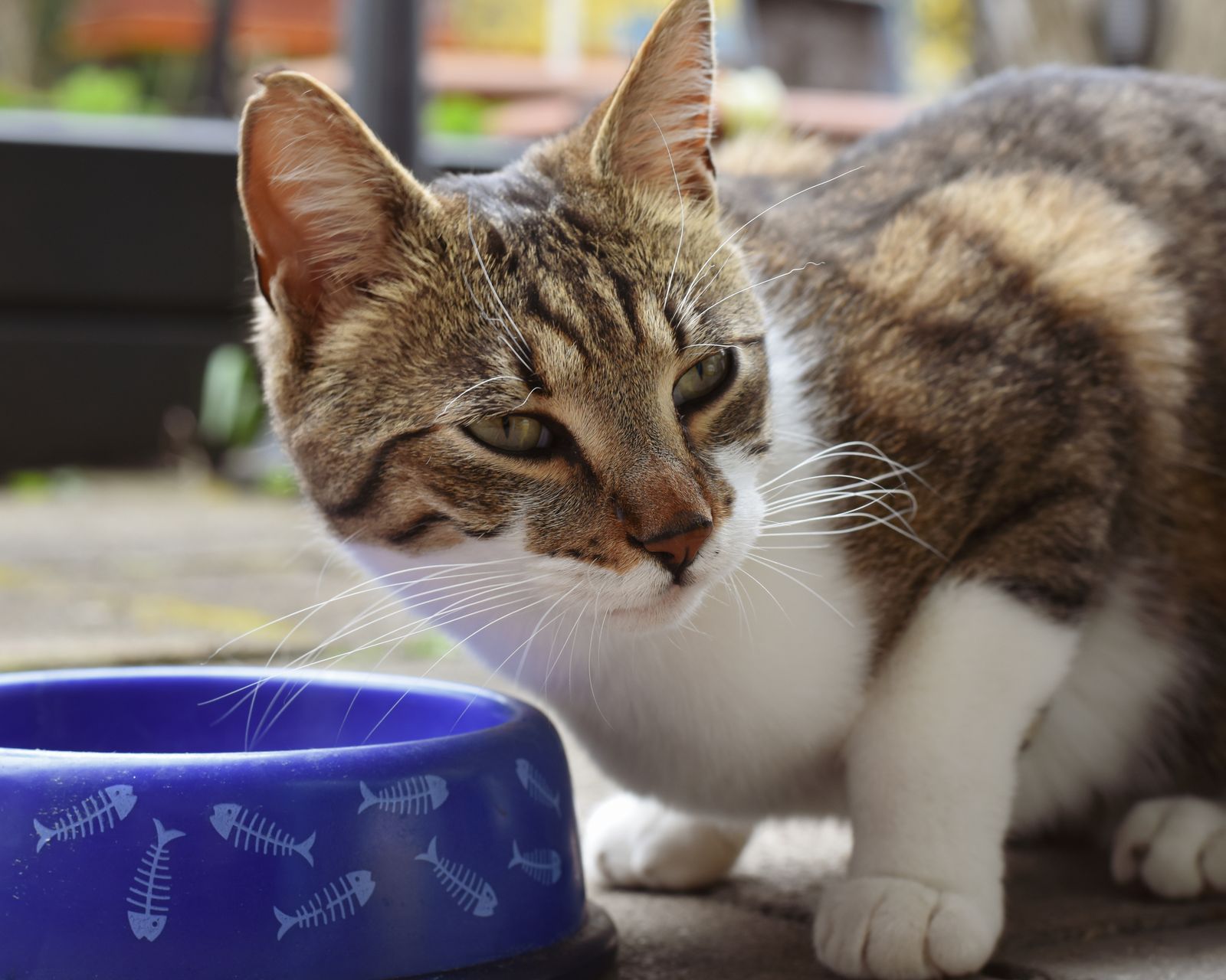 A cat standing beside its food bowl.
