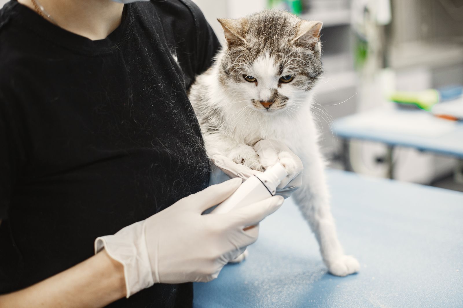 A veterinary technician in gloves examining a cat's paw with a clipper on an exam table.