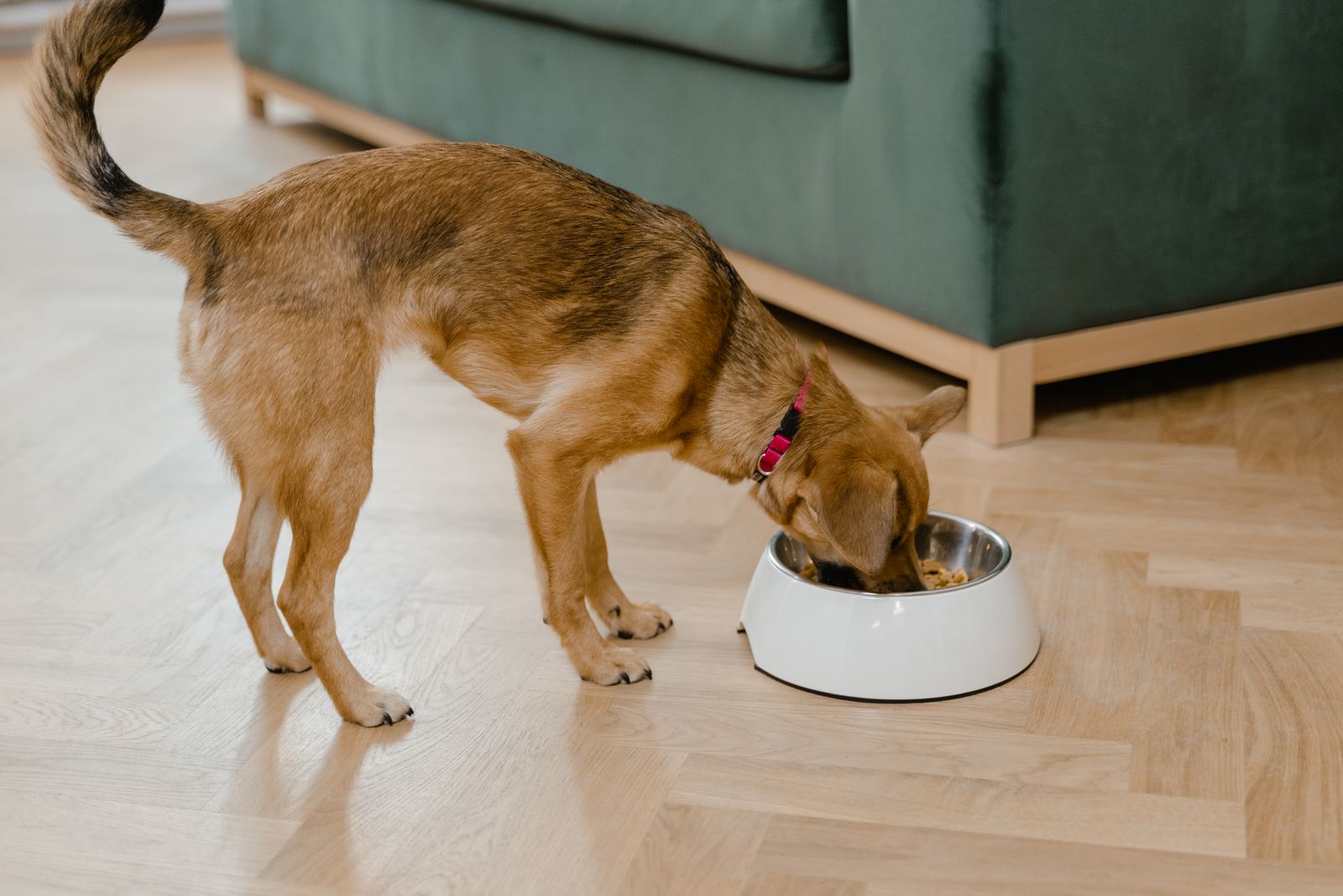 A dog eating from its food bowl at home.