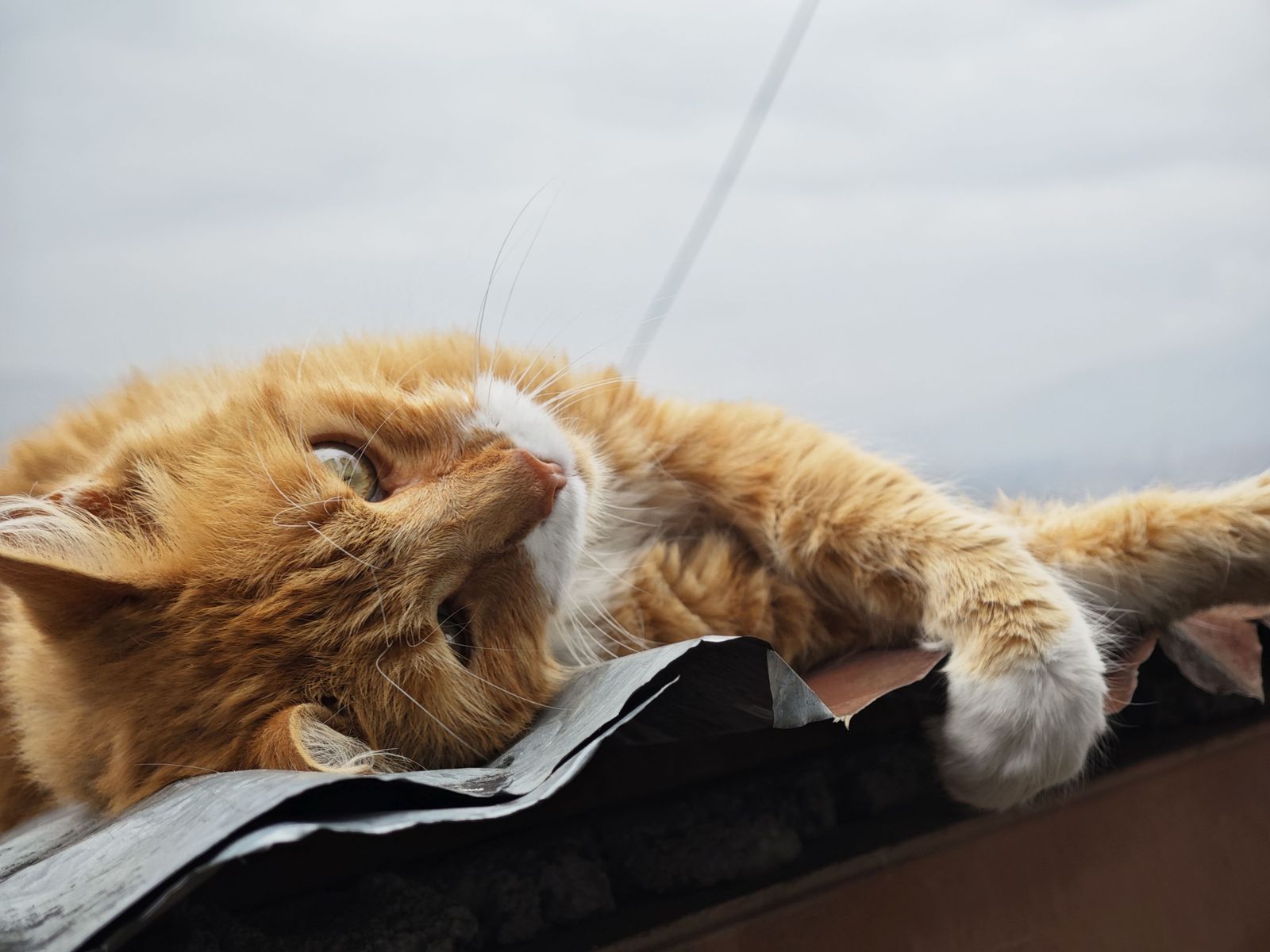 A ginger cat lying stretched out on its side in daylight.