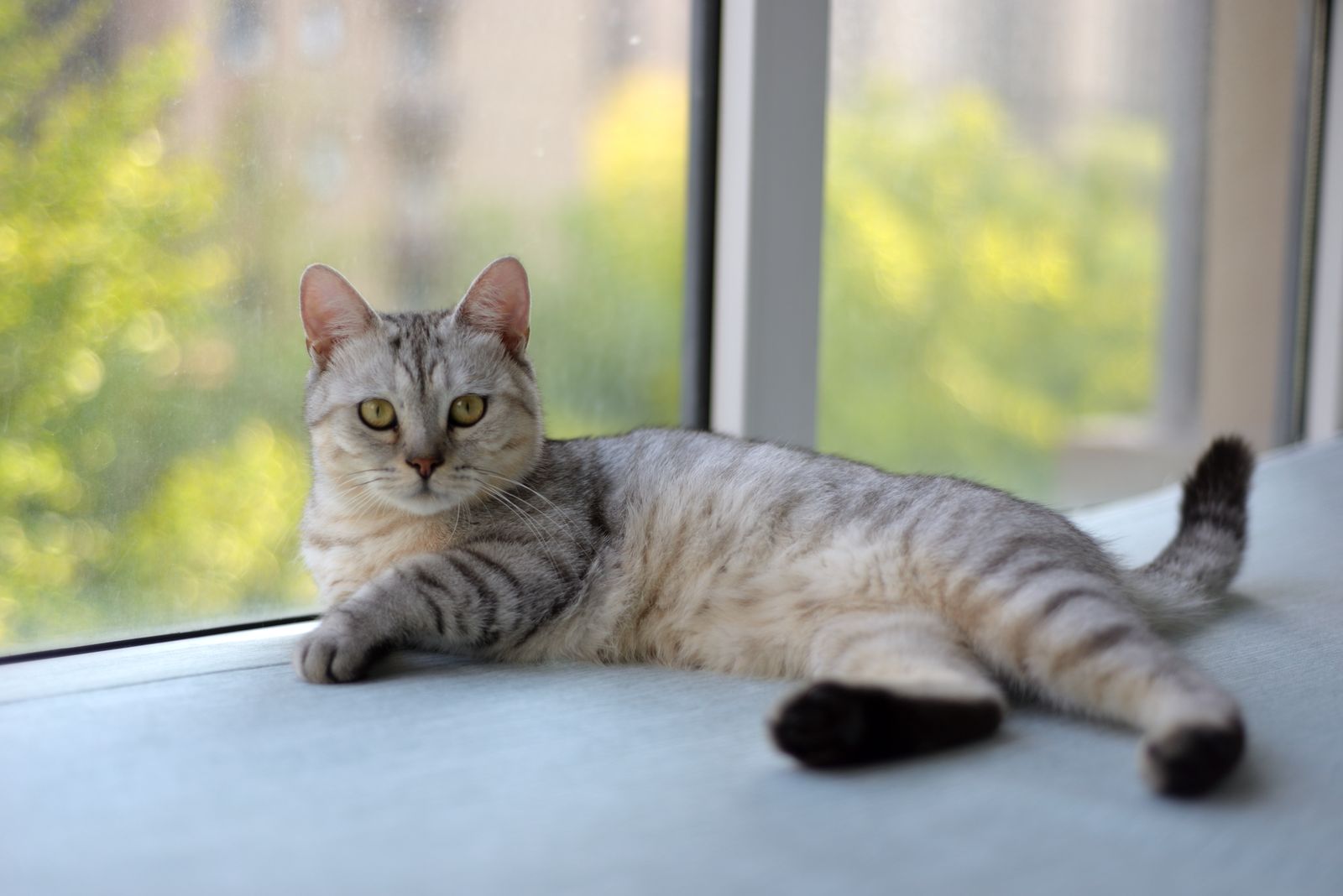 A silver tabby cat lying on an indoor windowsill, with greenery visible through the glass behind it.
