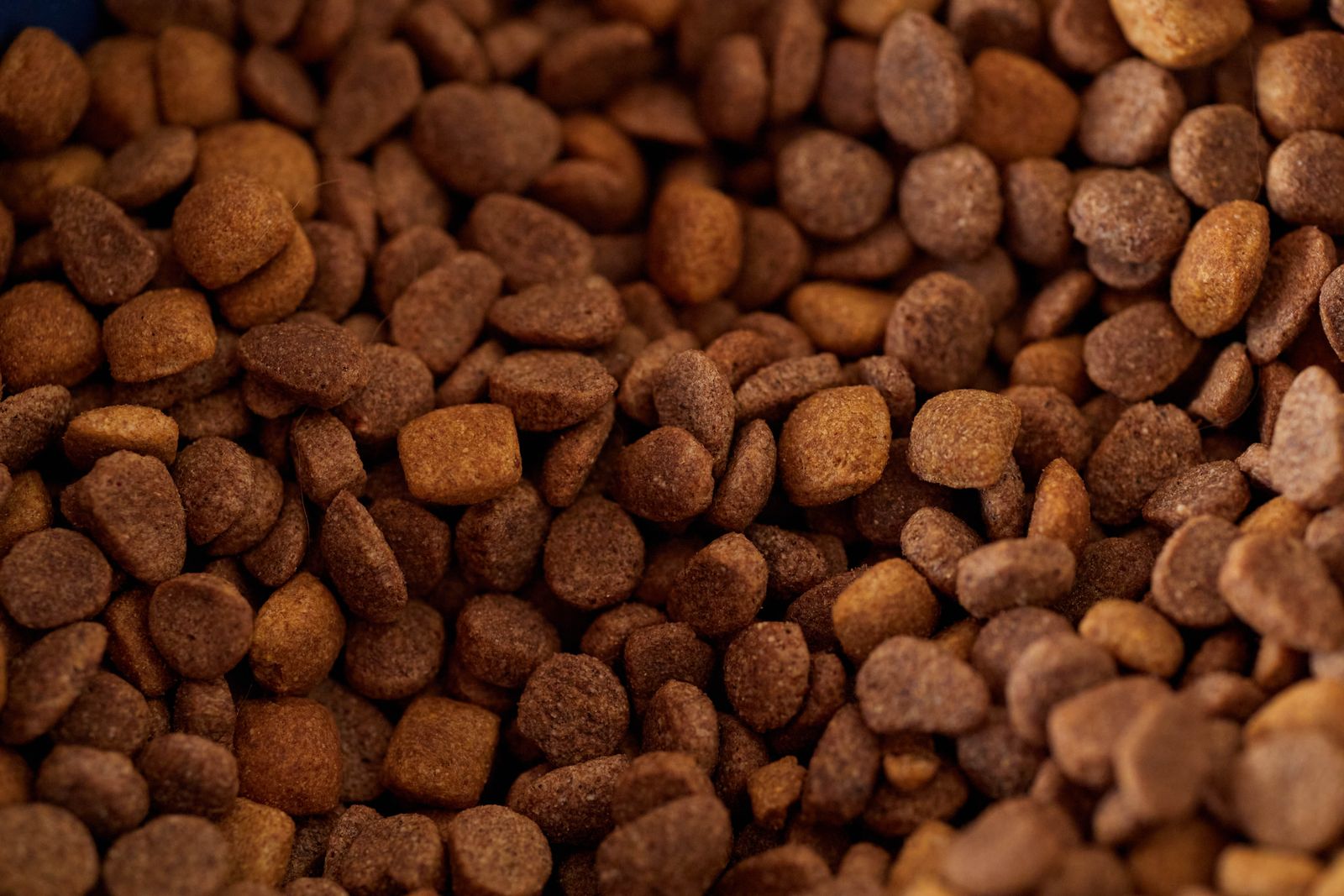 A close-up of dry dog food kibble.