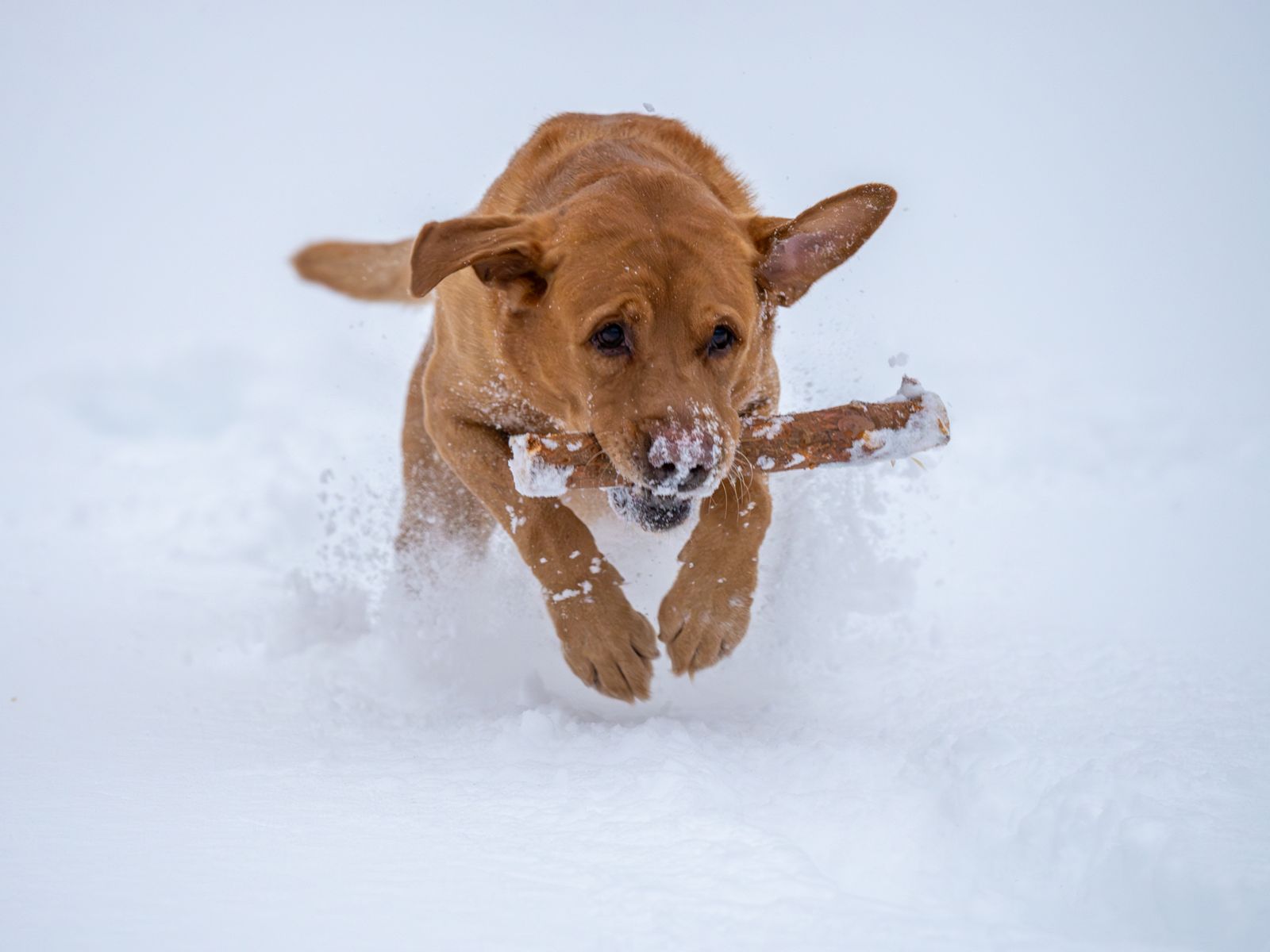 A Labrador retriever running outdoors.