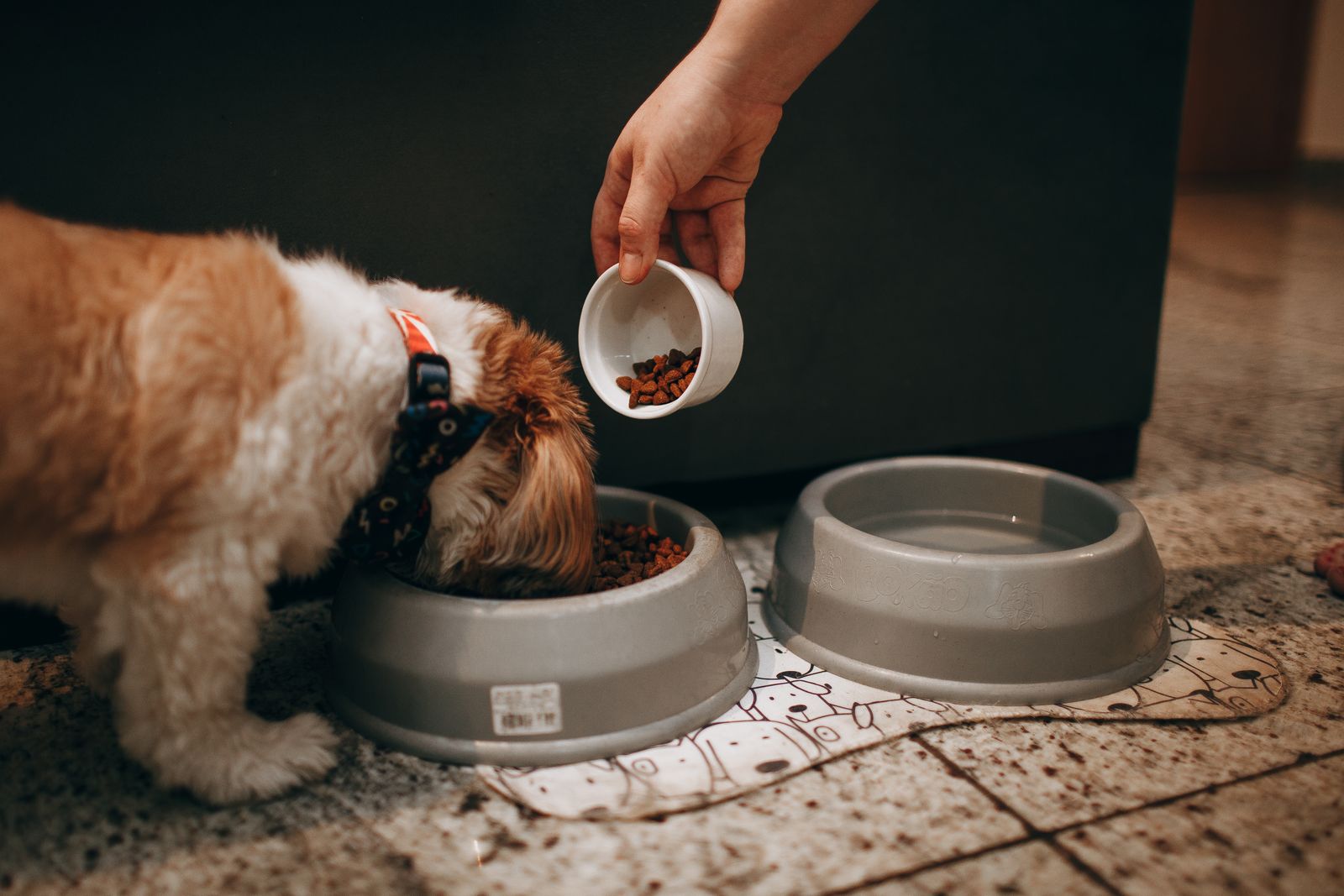 A person adding a measured portion of kibble to a dog's bowl.