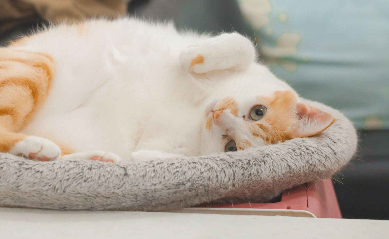 A well-fed cat lying on its back.