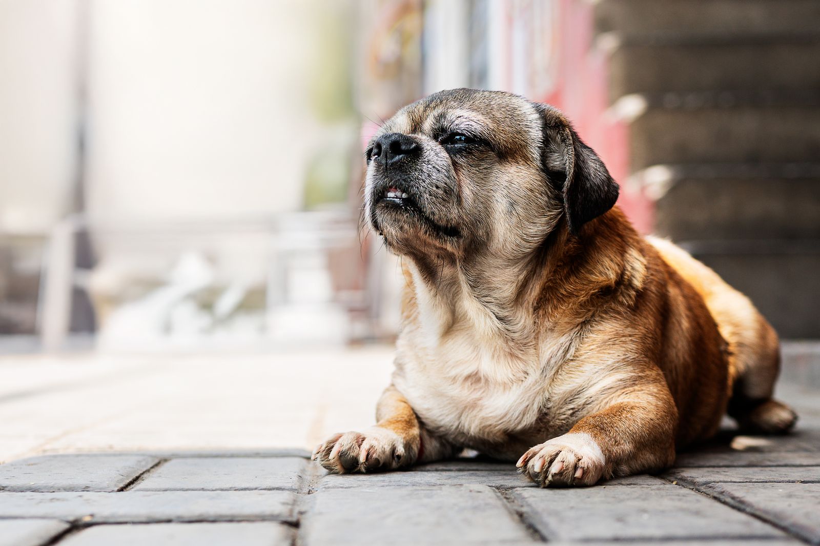 An overweight dog sitting outdoors.