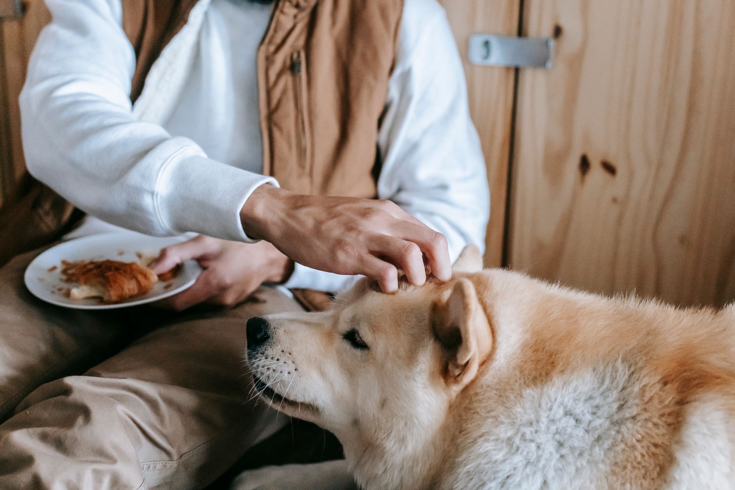 A dog indoors leaning toward the plate of food in its owner's hand while the owner gently holds it back.